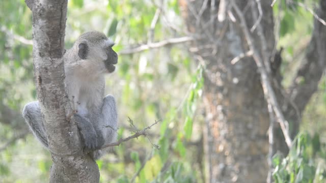Vervet Monkeys Grooming Together