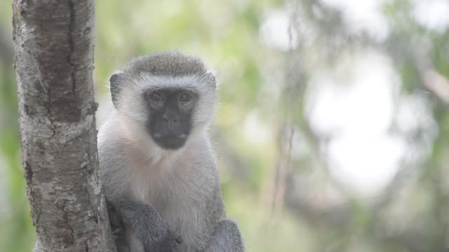 Vervet Monkey In Tree