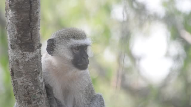 Vervet Monkeys Grooming Together