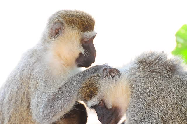 Vervet Monkey In Tree