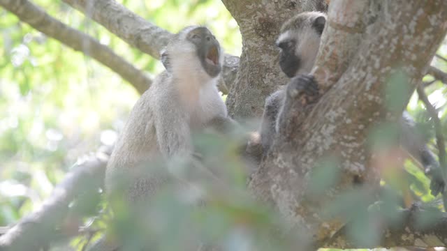 Vervet Monkeys Grooming Together