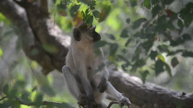 Vervet Monkey In Tree