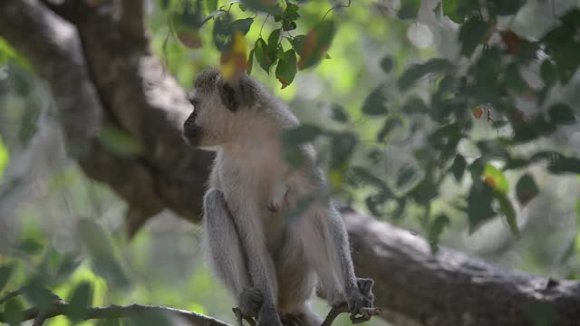 Vervet Monkeys Grooming Together