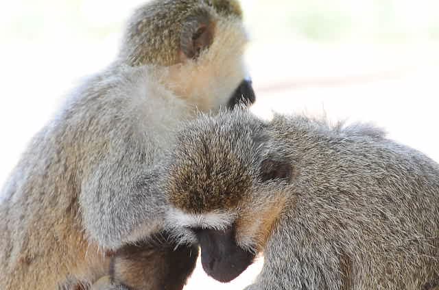 Vervet Monkey In Tree