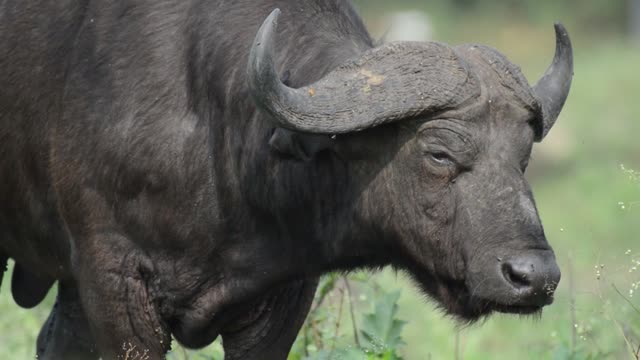 Cape Buffalo Head Close Up