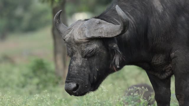 Old Buffalo Bull Portrait