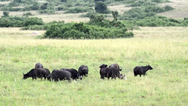 Buffalo Herd Grazing Green Plain