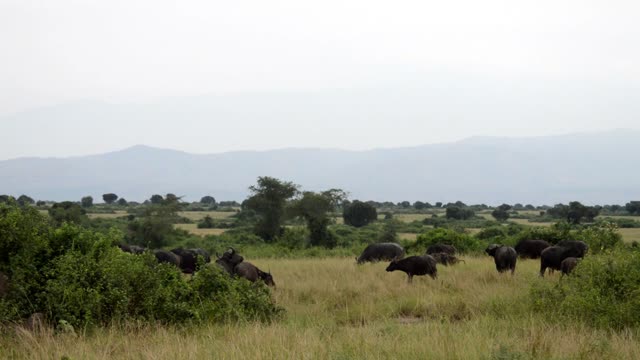 Buffalo Herd Below Hazy Mountains