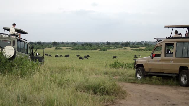 Safari Vehicles Watching Buffalo Herd