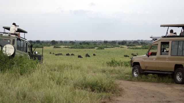 Tourists Photographing Buffalo Plain