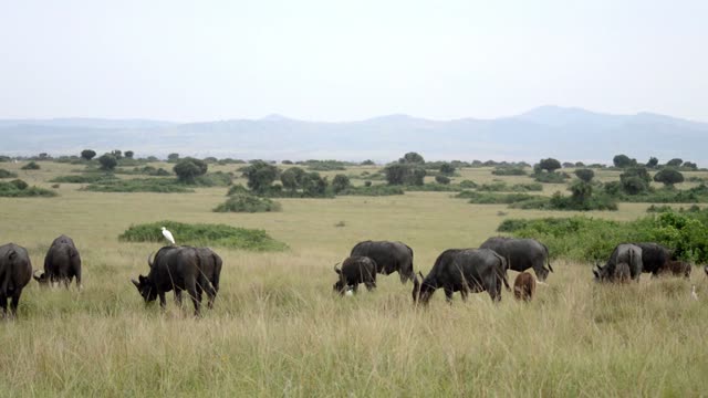 Buffalo Grazing Under Distant Hills