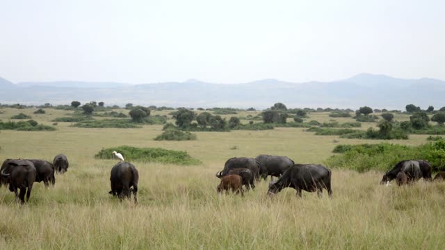 Buffalo Calf Among The Herd