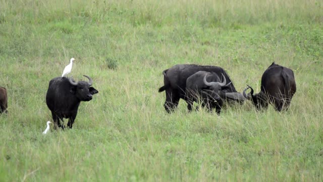 Buffalo With Cattle Egrets