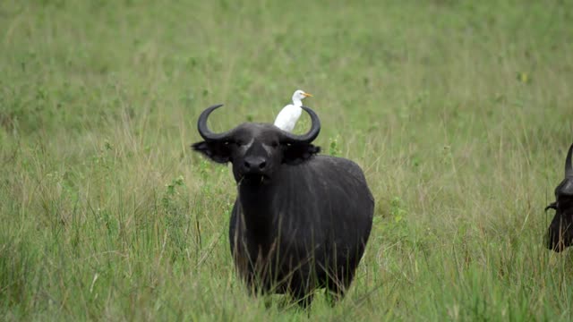 Egret Riding On Buffalo Back