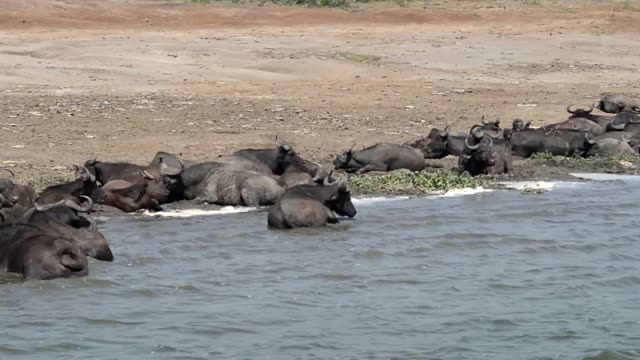 Buffalo Herd Cooling In Lake