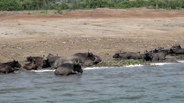 Buffalo Resting In Shallow Water
