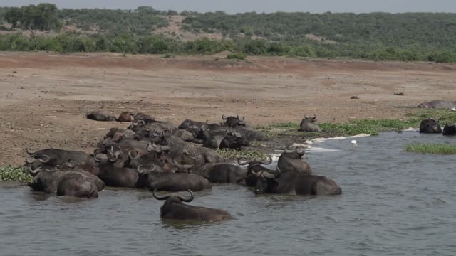 Large Buffalo Herd In Lake
