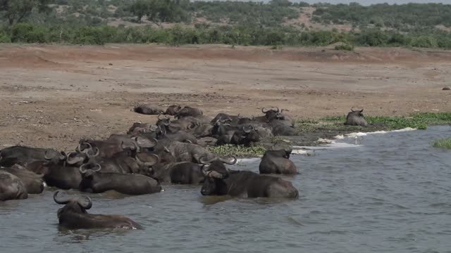 Buffalo Bathing Along Sandy Shore