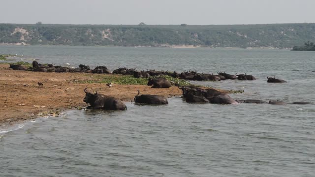Buffalo Line Along Lake Edge