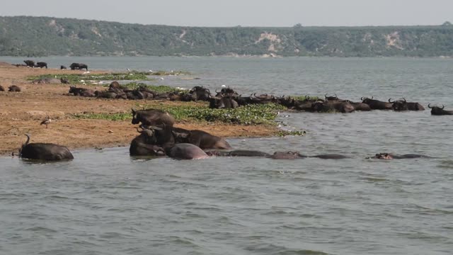 Buffalo And Hippos Share Water