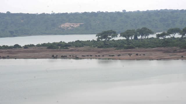 Buffalo Herd Between Two Lakes