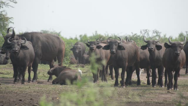 Buffalo Herd Staring At Camera