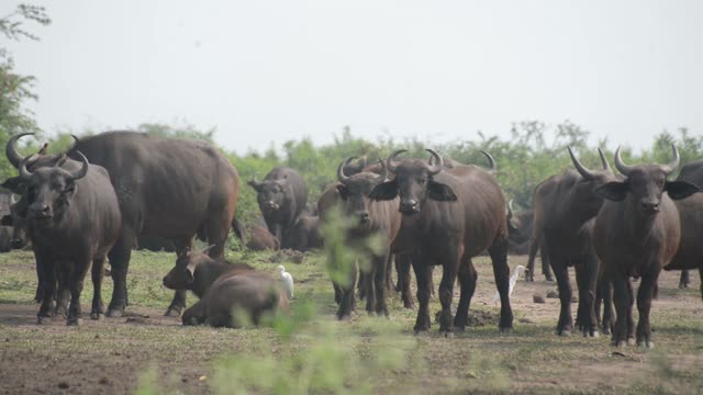 Buffalo Line Up Facing Forward