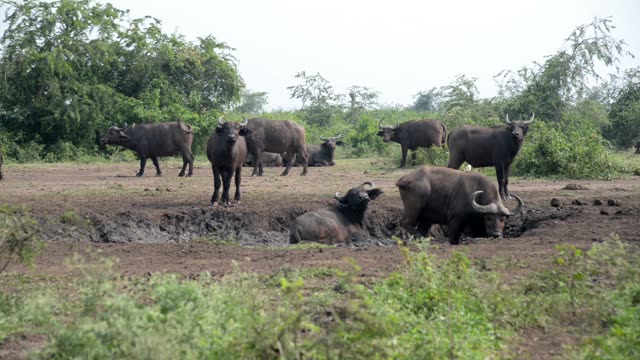 Buffalo Wallowing In Mud Hole