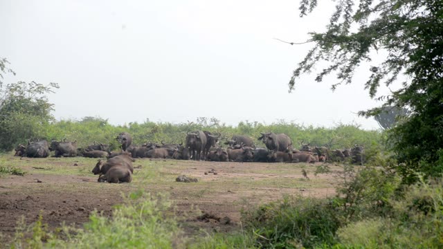 Buffalo Herd Resting Under Trees