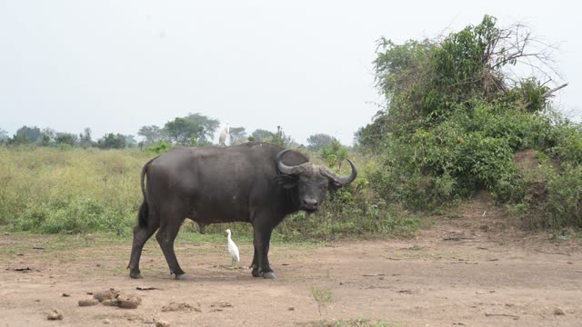 Buffalo Bull With Egret Walking