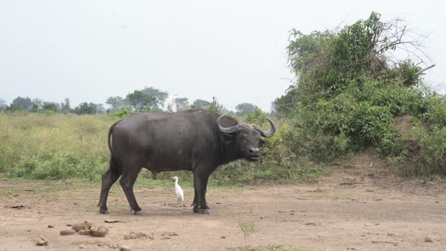 Buffalo Bull Turning To Camera