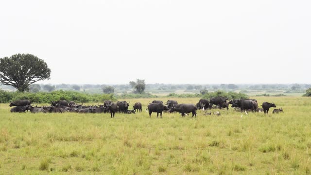 Buffalo Herd Beside Lone Tree