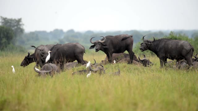 Buffalo And Egrets In Tall Grass