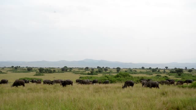 Buffalo Herd Below Blue Hills