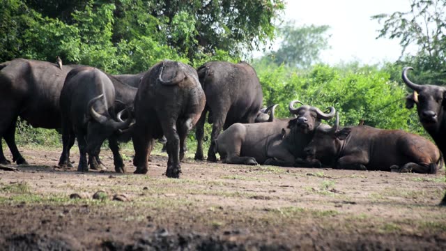 Buffalo Resting At Bush Edge
