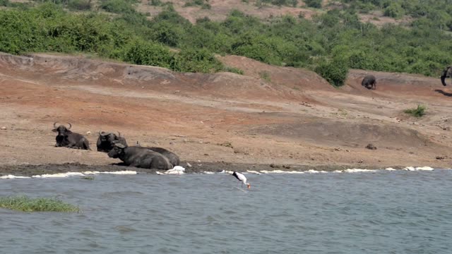 Buffalo Beside Eroded Red Bank
