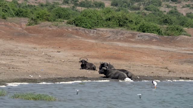 Buffalo Cooling At Water Edge