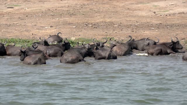 Buffalo Herd Submerged In Water