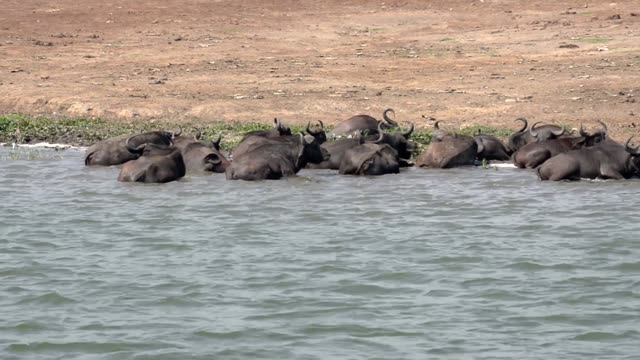 Buffalo Soaking In The Shallows