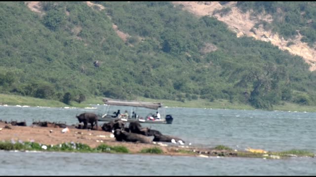 Fishing Boat Behind Buffalo Herd