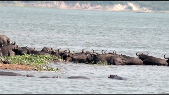 Buffalo And Hippos On Sandbar