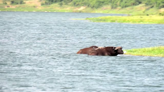 Buffalo Swimming Across The Lake