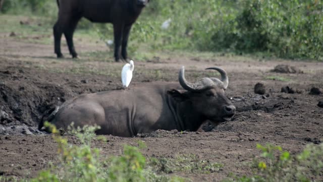 Buffalo Lying In Mud Wallow