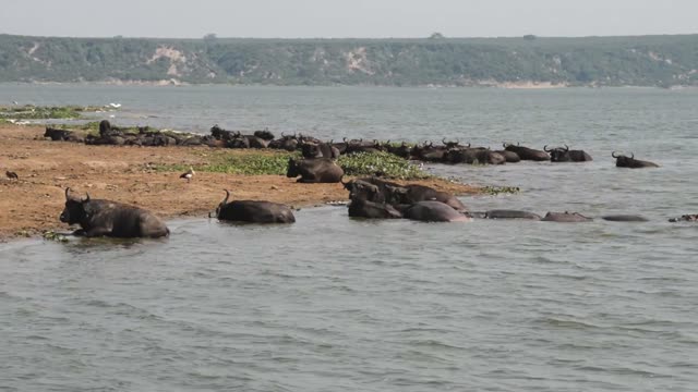 Buffalo Herd Cooling At Lake Spit