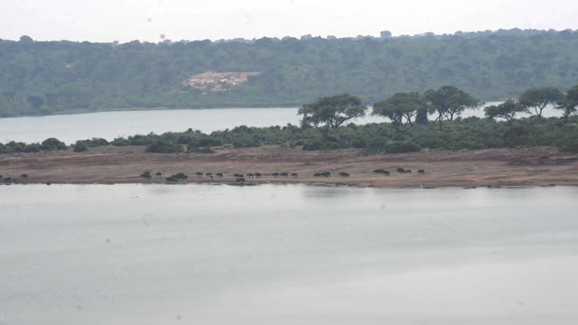 Distant Buffalo Line Between Waters