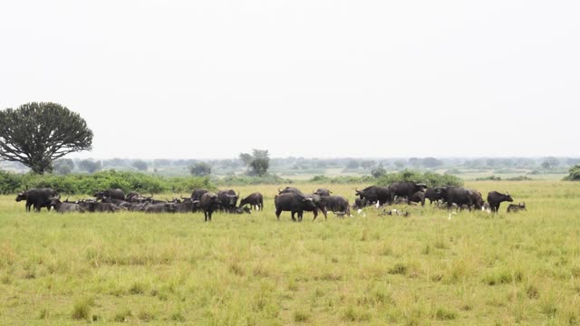Buffalo Herd Grazing With Egrets