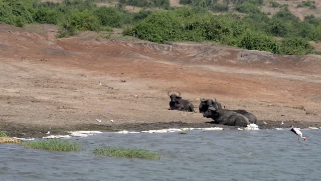 Buffalo Resting On River Bank