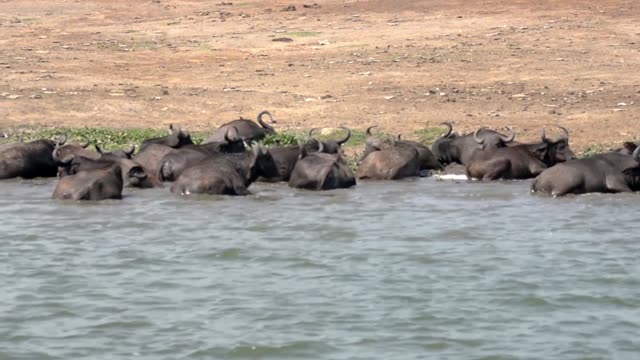 Buffalo Herd Standing In River