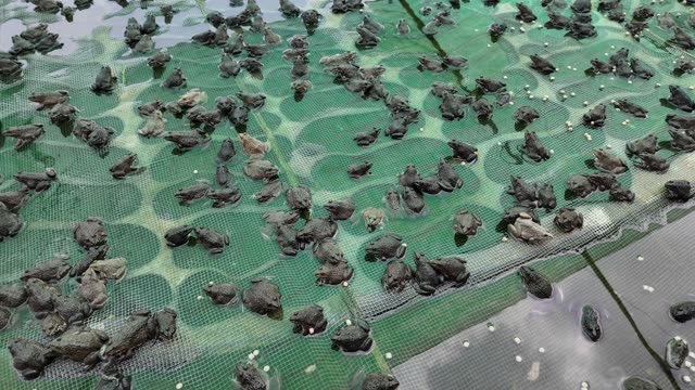 Frogs On Net Rafts