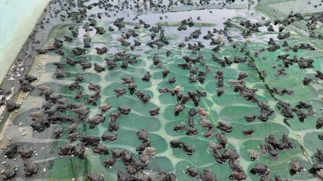 Frogs On Net Rafts